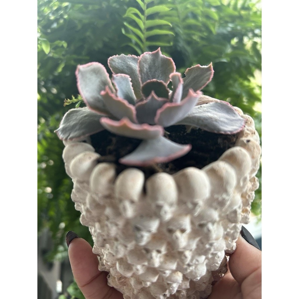 Skull Concrete Planter – Handmade Cement Succulent Pot, Handmade In Texas - Picture 8 of 11